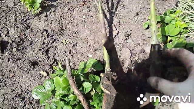 Улов.Сажаем картошку.На огороде.Выкапываю обрабатываю розу.Баня. смотреть онлайн