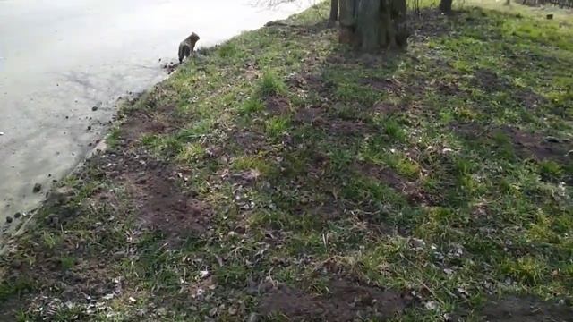 Аисты прилетели/Апрель в Беларуси/Котики. смотреть онлайн