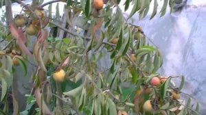 Хурма Виргинская, самая вкусная.