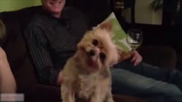 Песик позирует перед камерой смотреть онлайн