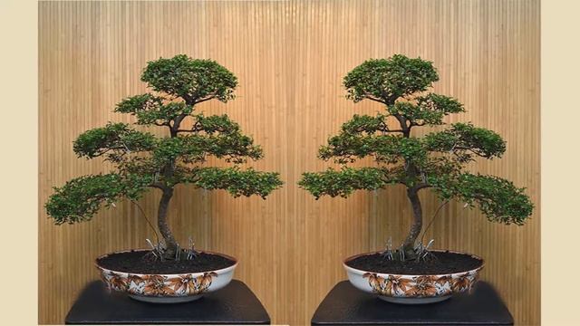 Вяз бонсай смотреть онлайн