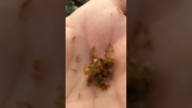 Собираем семена хризантем. Выращиваем хризантемы из семян. смотреть онлайн