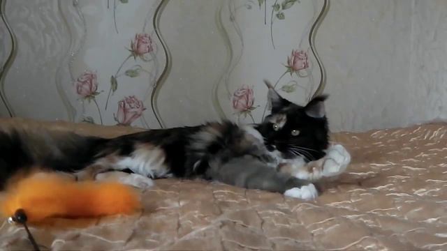 Ленивые игры Примы / кошка мейн-кун 9 мес. /питомник ЛИРИКУМ смотреть онлайн