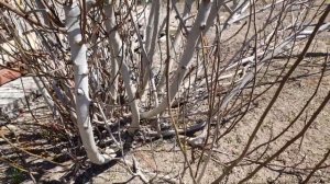 Сажать ли инжир, если вы купили дом в Крыму или на юге.?