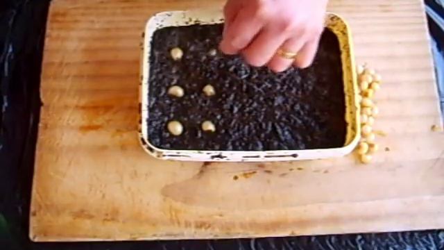Growing Clivias from Seed. Part 1 смотреть онлайн
