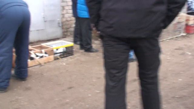 17.11.19. Часть 2. Ярмарка голубеводов в г.Самара, Олег Костяков. смотреть онлайн