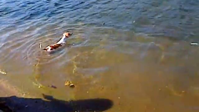 Jazmin the Jack Russell retrieving stick at Hyde Park 2 смотреть онлайн
