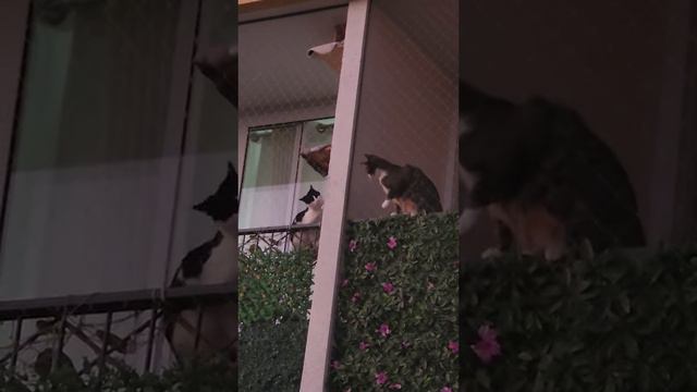 Дружные соседи смотреть онлайн