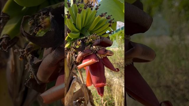 Как созревают бананы (Аланья) ? смотреть онлайн