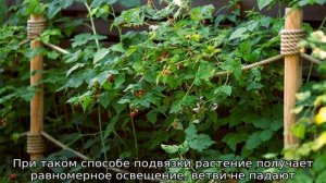 Как подвязать малину правильно