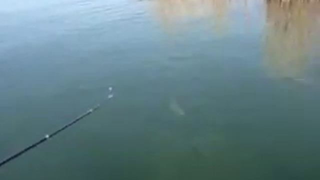 Рыбалка в Казахстане на жереха - Fishing in Kazakhstan on Aps смотреть онлайн
