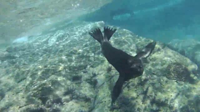 Купание с Морскими котиками смотреть онлайн
