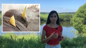 Как вырастить каштан из плода?