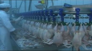 Автоматическая линия убоя бройлеров на 20 тыс голов. Смотрим до конца!