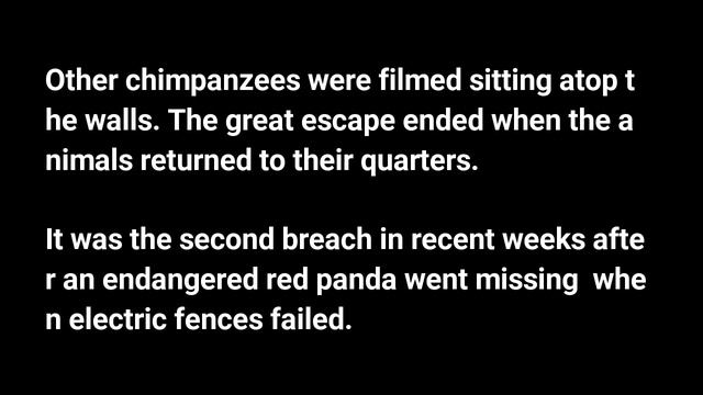 Красивый побег обезьян из зоопарка смотреть онлайн