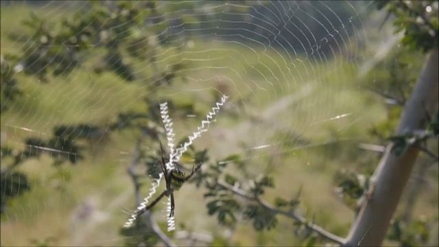 GOLDEN SILK ORBWEAVER IV, LUMIX GX 7