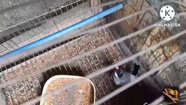 Birds setup update & Java Sparrow me male air female update &Java birds latest update Hindi in Urdu смотреть онлайн