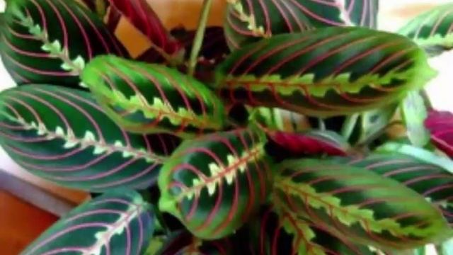 Maranta  привлекательная с необычной окраской листьев!