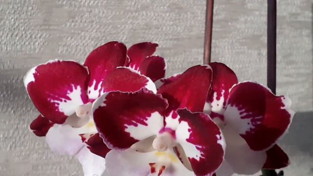 Мои цветущие ФАЛЕНОПСИСЫ в мае! смотреть онлайн