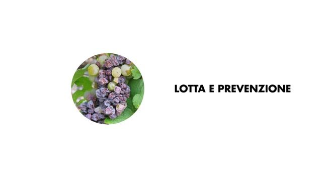 Muffa grigia della Vite (Botrytis cinerea) - Cause e rimedi efficaci смотреть онлайн