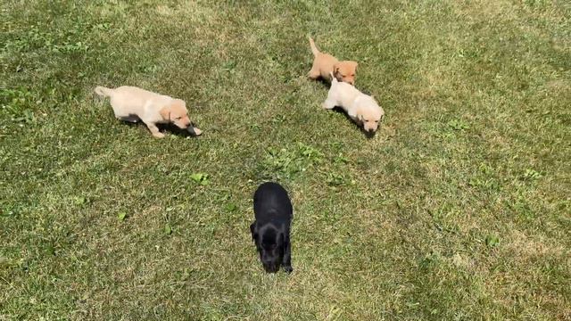 Bella 4-week old British Labrador Puppies смотреть онлайн