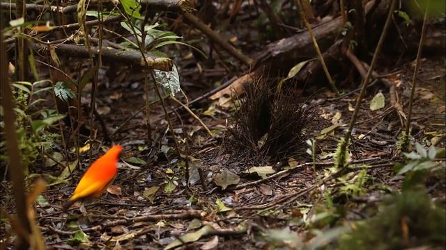 Райские птицы - Эпизод 2. Сад для тебя - Документальный фильм смотреть онлайн