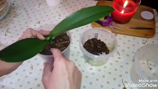 Реанимация Орхидеи | Phal. Legato peloric смотреть онлайн