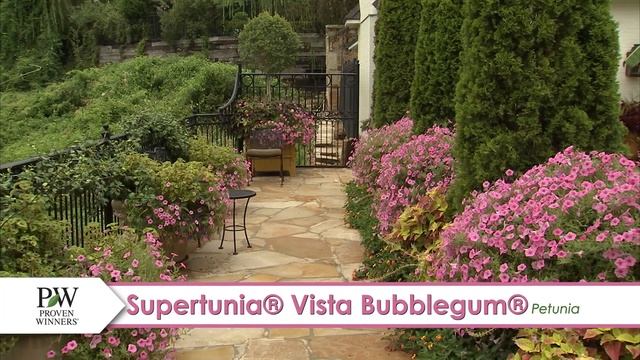 Supertunia Vista Bubblegum Petunia-- A P Allen Smith Favorite! смотреть онлайн