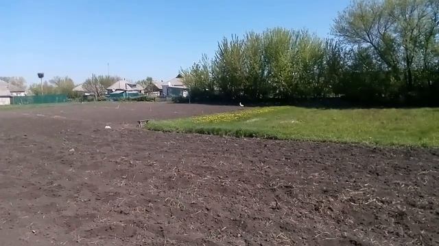 Аисты у нас возле дома. смотреть онлайн
