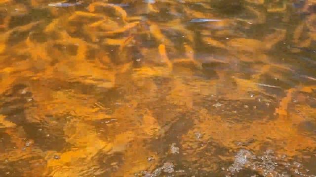 Цветной линь, он же золотой линь смотреть онлайн