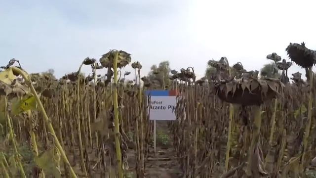 Фунгициды компании DuPont на подсолнечнике. Опыт Венгрии