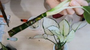 Аглаонемы. Укоренение в обычной воде. (без добавления) стимуляторов корнеобразования.