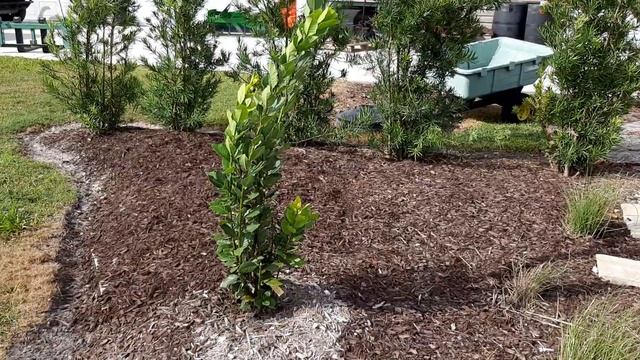 Bay Leaf Tree (sweet) Laurus Nobilis смотреть онлайн