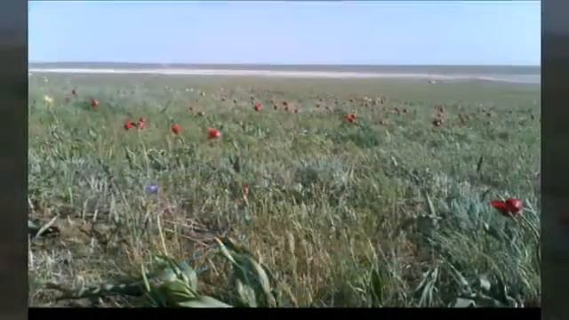 Поздравление с Днём рождения любимый. смотреть онлайн