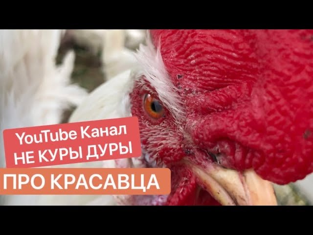 Как петух топчет курицу. Зачем нужен петух в курятнике.
