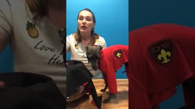 Костюм для собак: левретка, ксоинцкуинтли. ЭЛАСТИК. смотреть онлайн