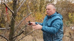 ПРАВИЛА пересадки ВЗРОСЛЫХ ДЕРЕВЬЕВ на участке