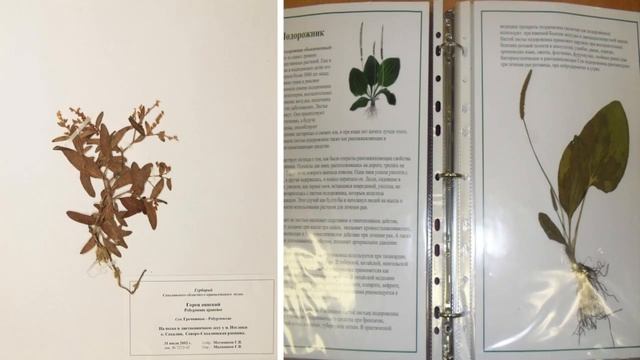 Станиславская Г Б Юный натуралист Составление гербария смотреть онлайн