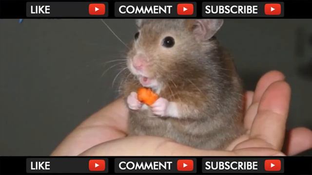 Domestic Animals For Kids | Animals For Kids | Animals In English | Learn Animals