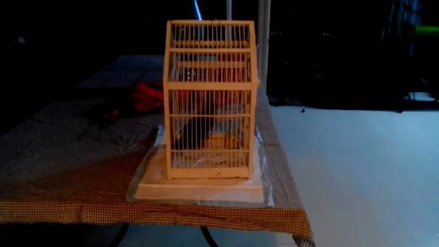 Рябинник ..может назвать птичка (рябинка выздоравливай)? смотреть онлайн