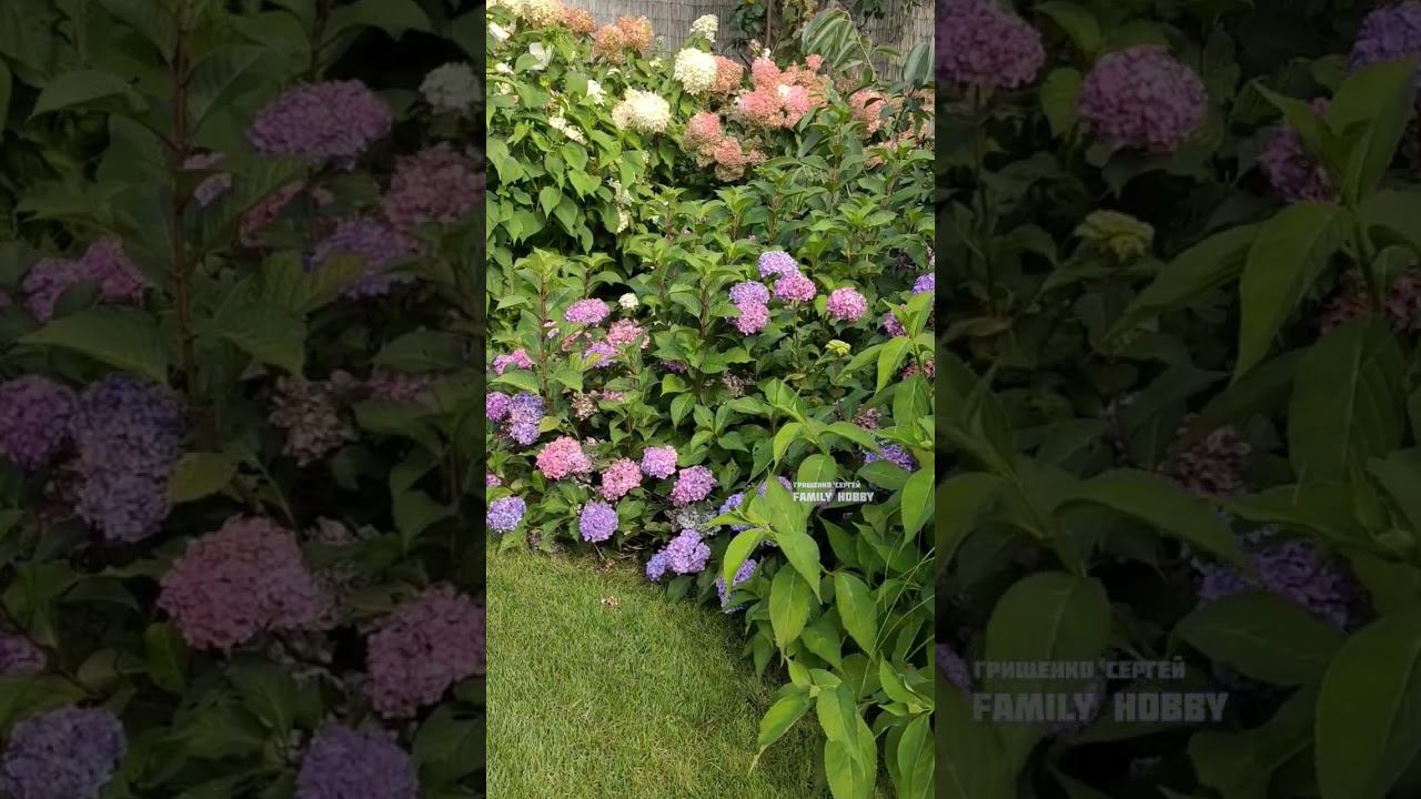 #гортензия # в нашем саду 31 августа смотреть онлайн