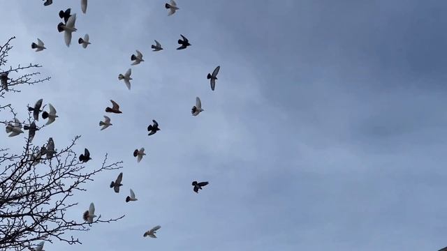 Почему голуби не хотят летать./ Комаренко Сергей гоняет Николаевских голубей смотреть онлайн