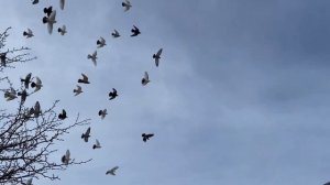 Почему голуби не хотят летать./ Комаренко Сергей гоняет Николаевских голубей