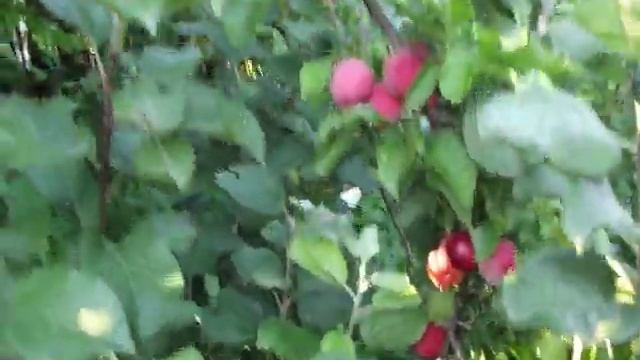 Слива Алтайская Юбилейная смотреть онлайн