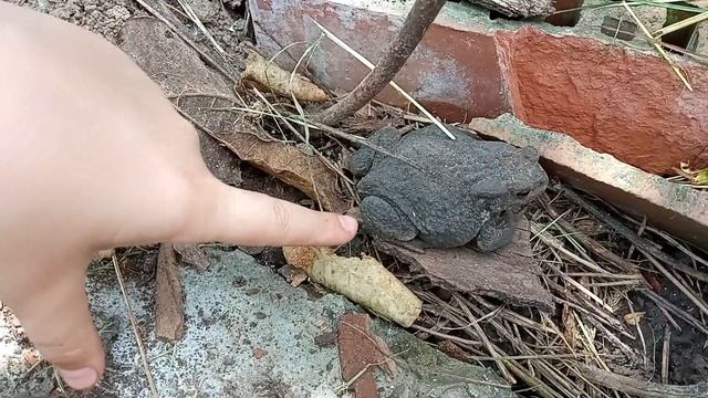 Жабка і Женя #жабка #лягушка #животные смотреть онлайн