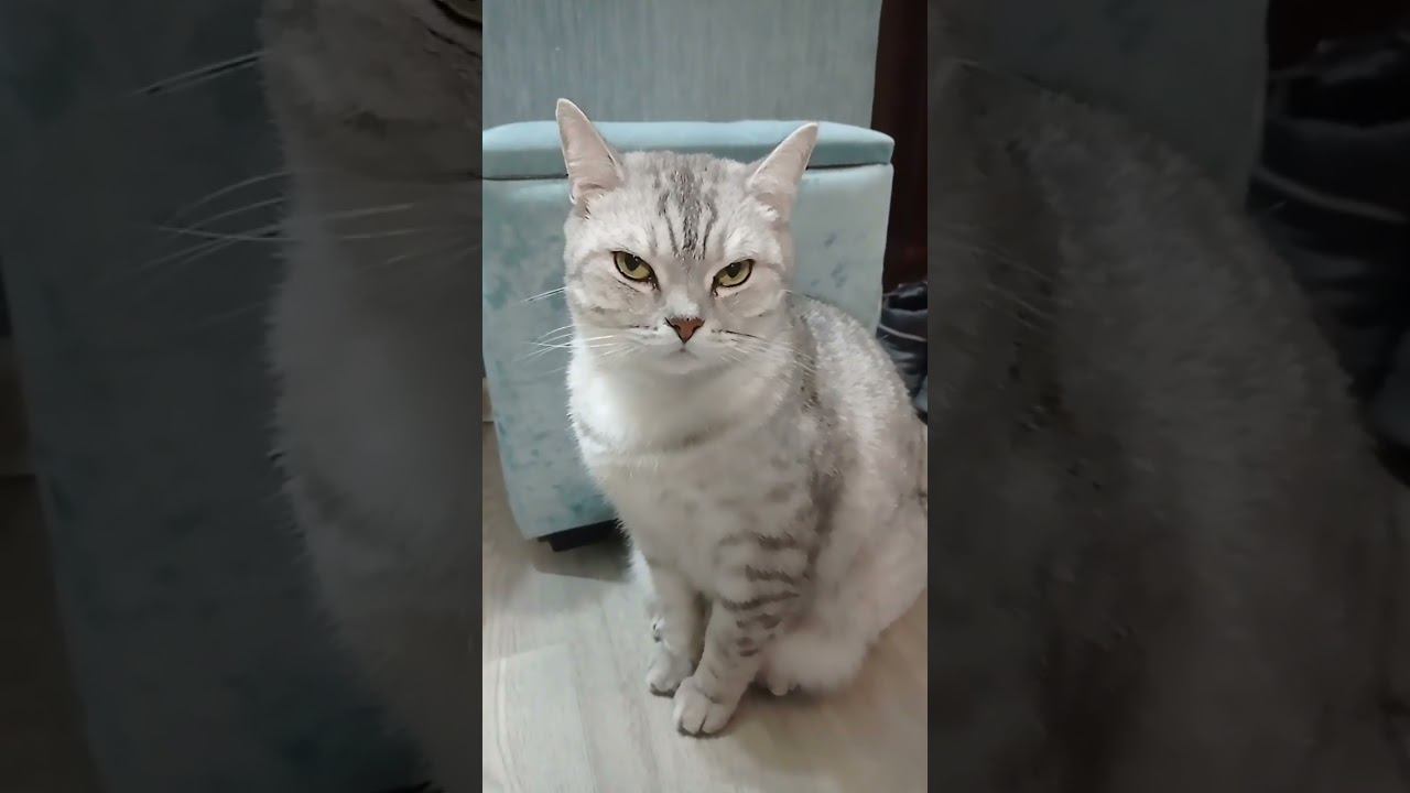 Кого ты спасешь? #shorts смотреть онлайн