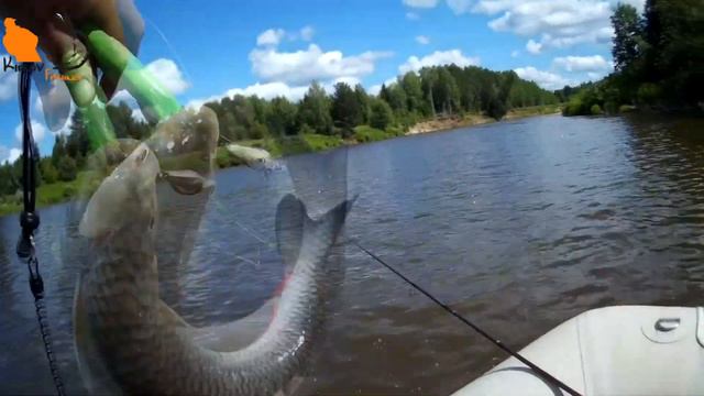 Рыбалка на Моломе. Лето 2019. #KirovFishing Часть 2 KF№67