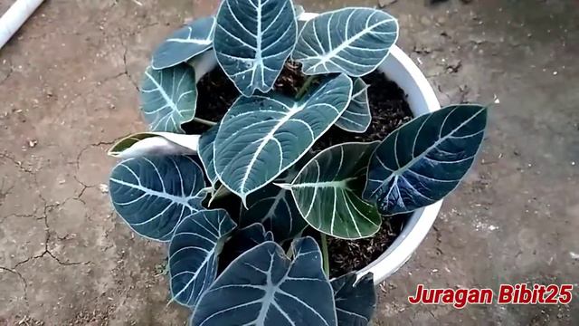 TANAMAN HIAS KELADI ALOCASIA BLACK VELVET смотреть онлайн