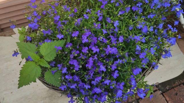 Комнатные растения.Обзор моих сансевиерий.Новиночка. смотреть онлайн