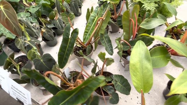 The Dutch Plant Farm Nursery Tour | Tons of Incredible Rare Plants 😍 смотреть онлайн
